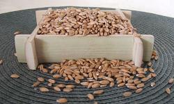 spelt-bg.jpg